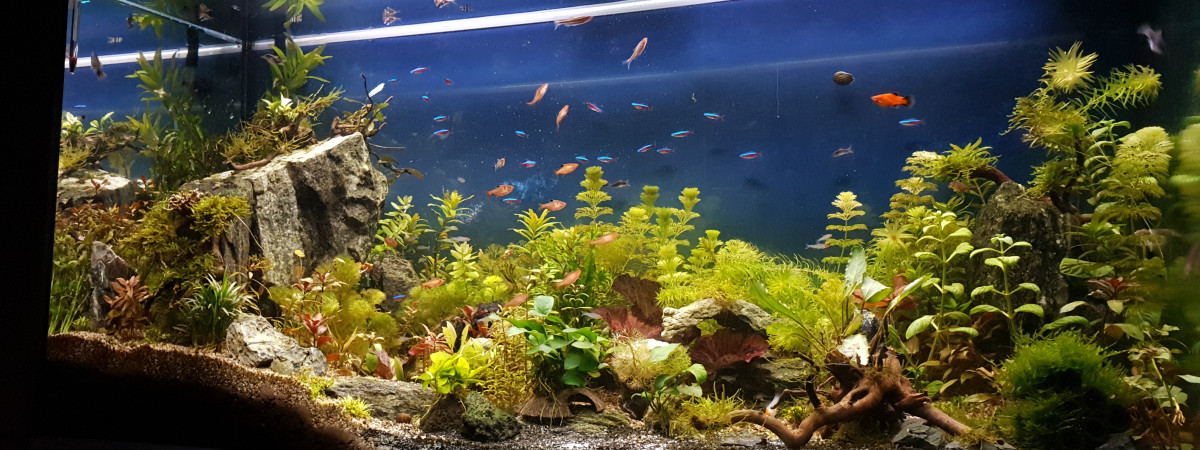 aquarium Merveille