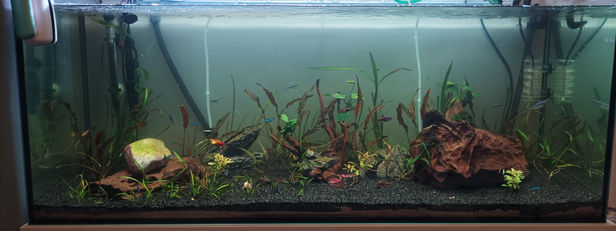 aquarium mon aqua comunautaire