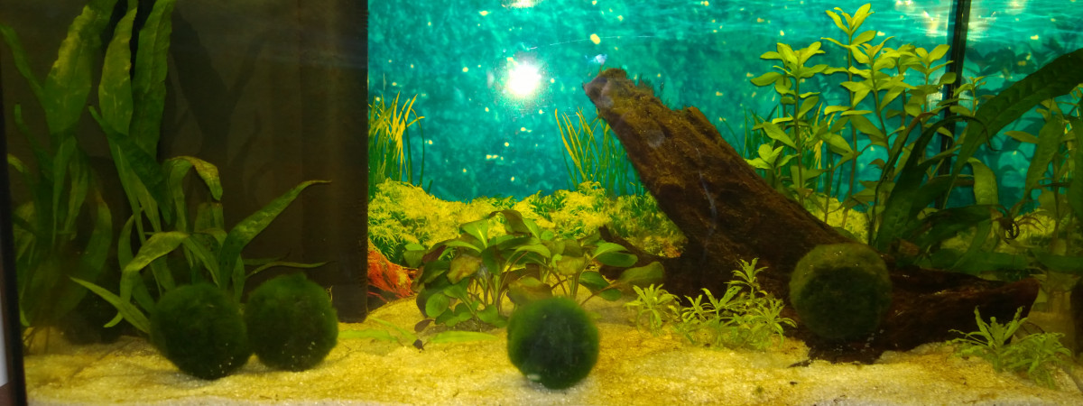 aquarium Aqua 60l