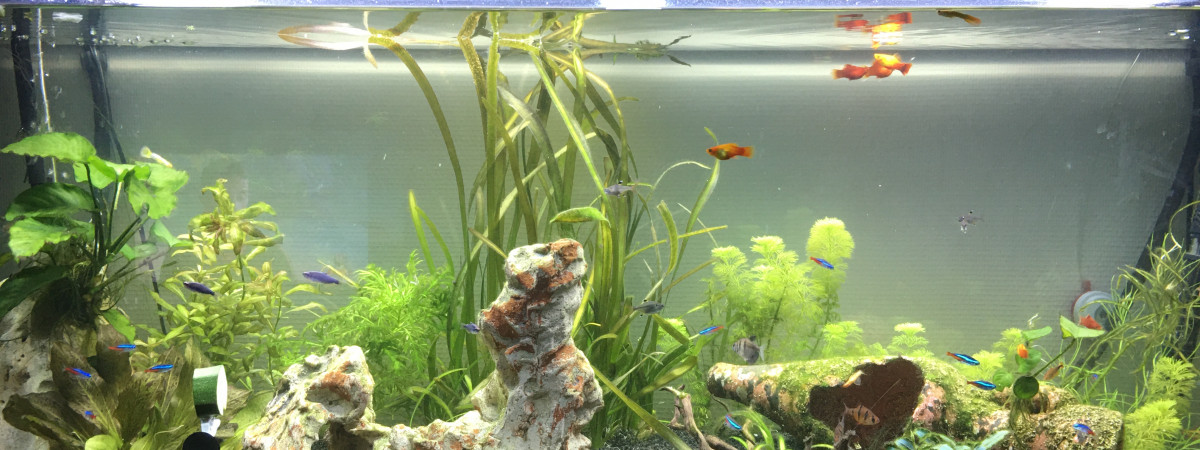 aquarium Eau douce