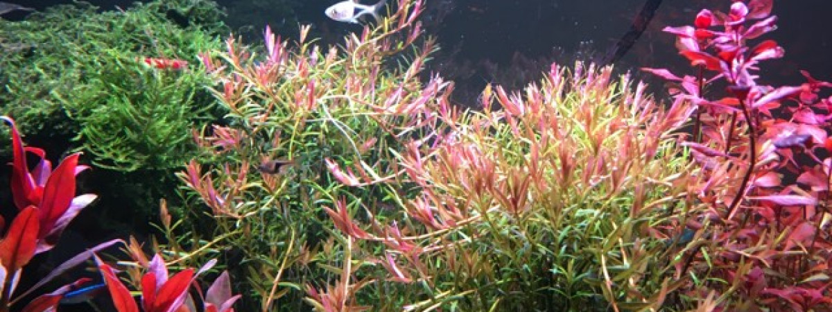 aquarium Aquascape