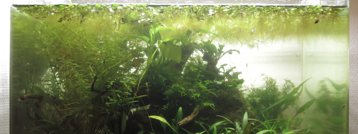 aquarium Aquarium naturel 2