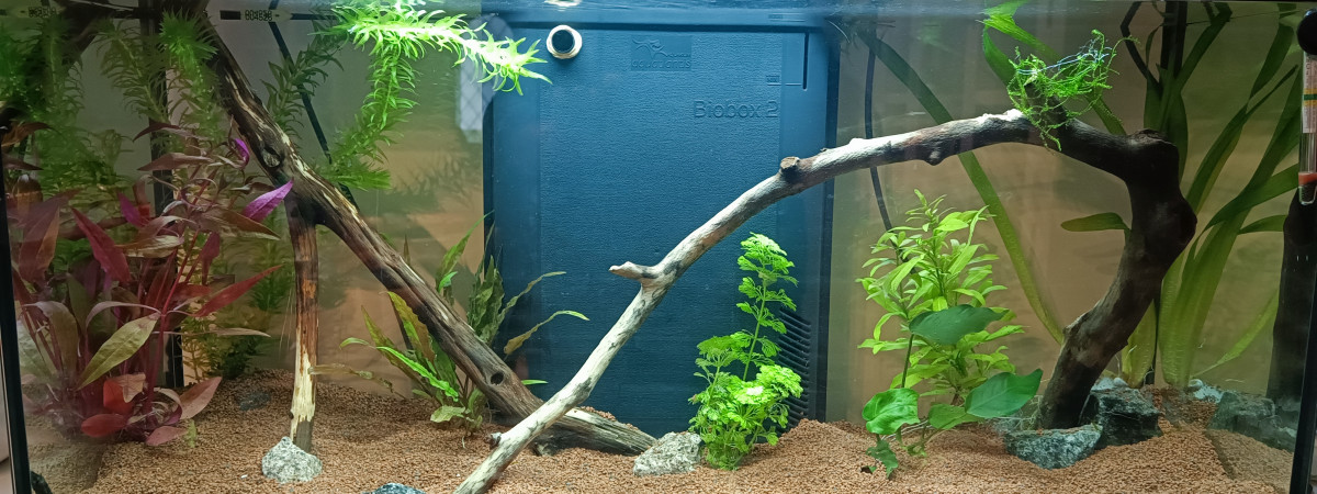 aquarium Principal 96