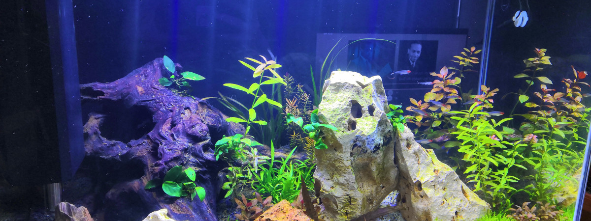 aquarium Amazonien