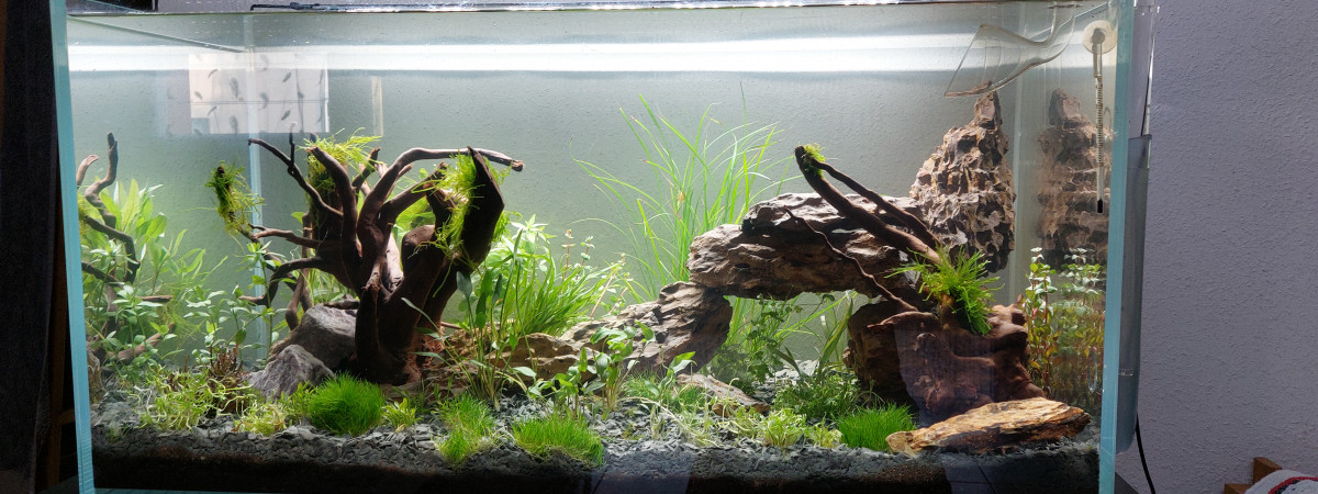 aquarium Australo guinéen