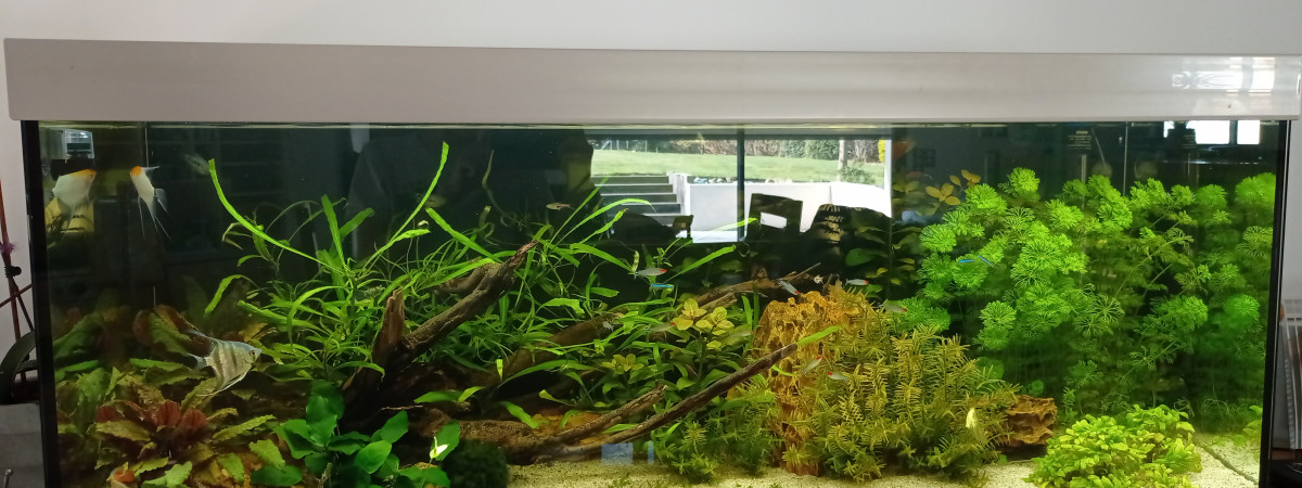 aquarium The wild