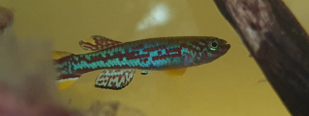 aquarium Mirabilis