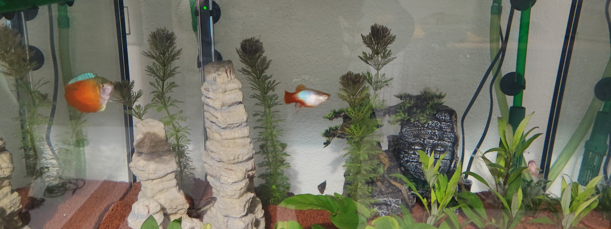 aquarium deco