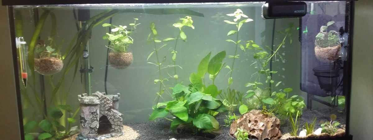 aquarium renouveau