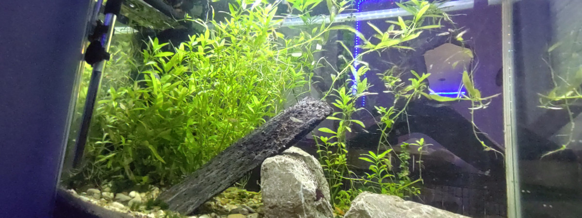 aquarium Salon
