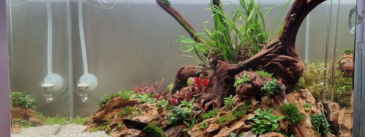 aquarium Aquascape