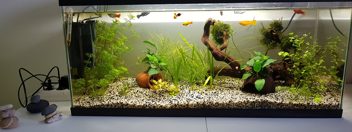 aquarium Platy molly