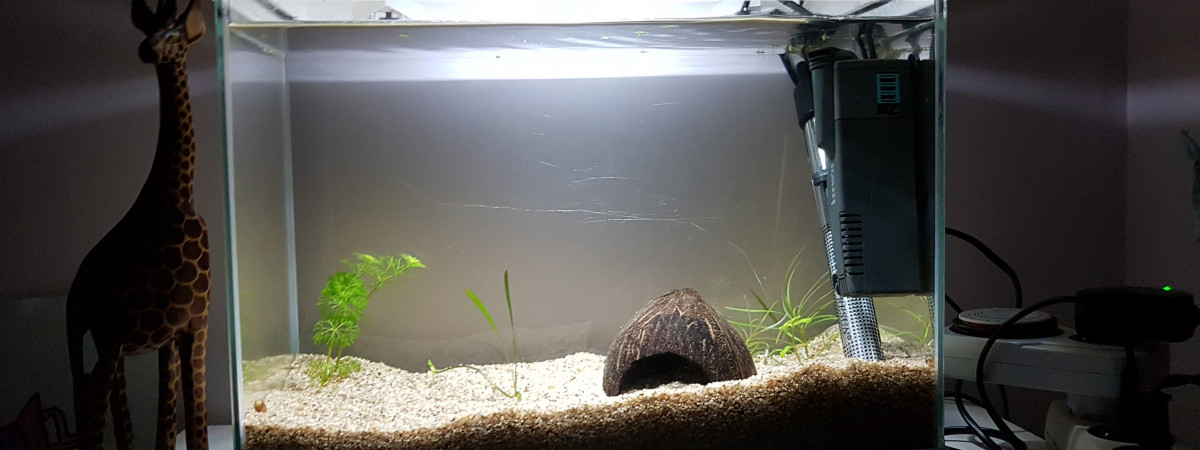 aquarium Platy molly 2