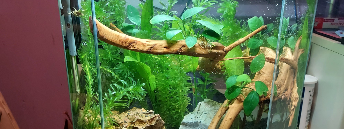 aquarium Premier aquarium