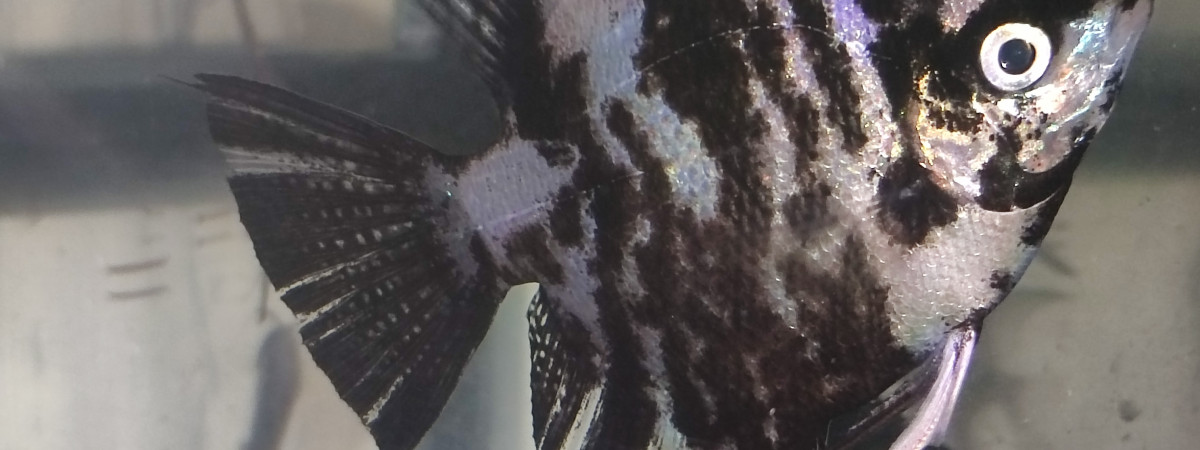 aquarium Grande femelle scalaire de 6 mois