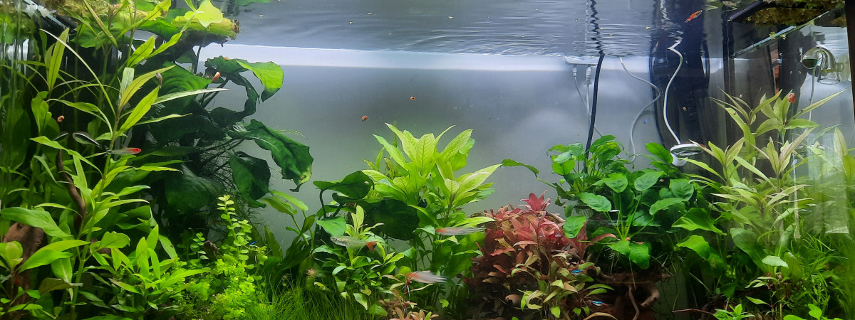aquarium 240 litres