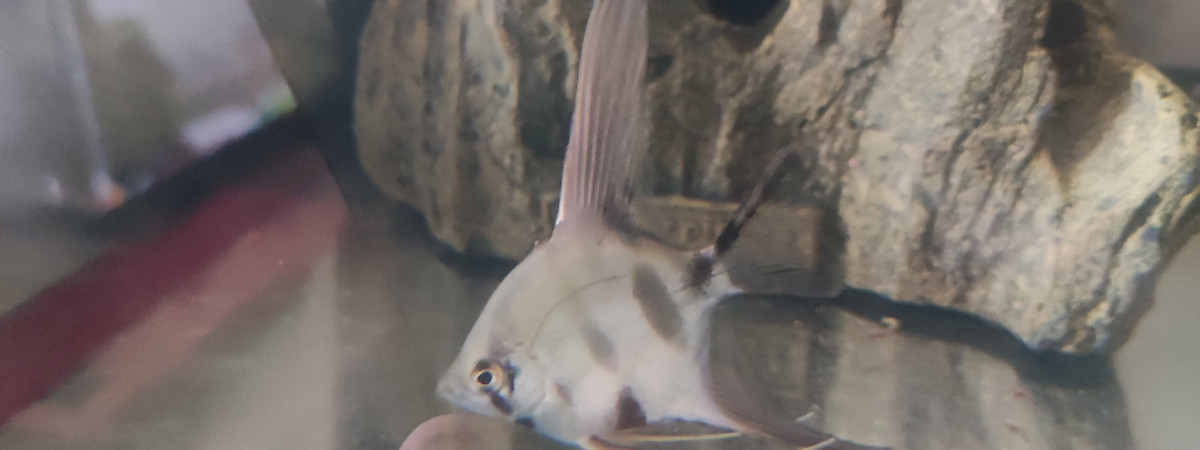 aquarium Vend petit scalaire male d 1 mois et demi