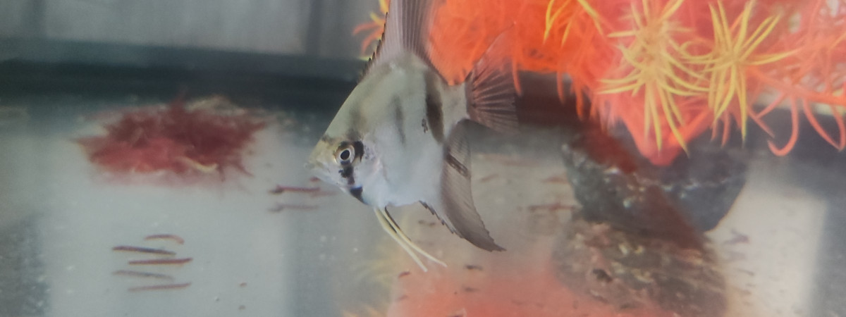 aquarium Vend petite femelle scalaire d 1 mois et demi
