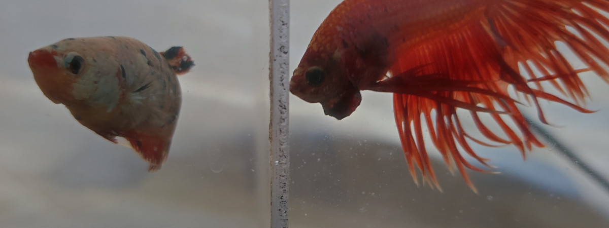 aquarium A VENIR portée de combattant