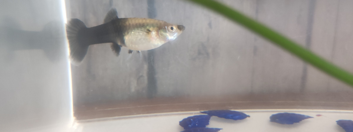 aquarium A VENIR porte de guppy