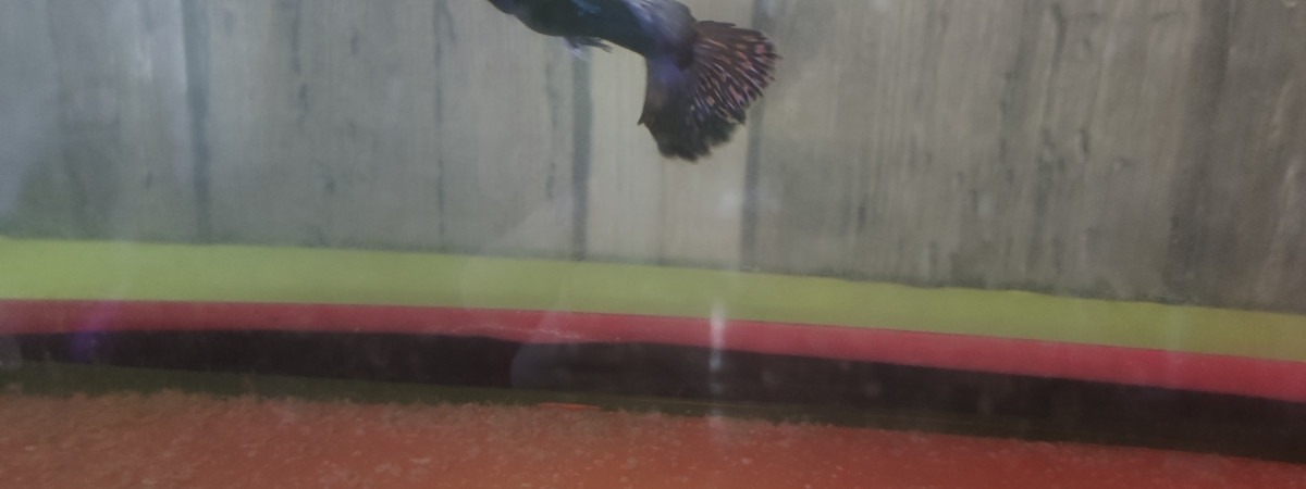 aquarium A VENIR porte de guppy