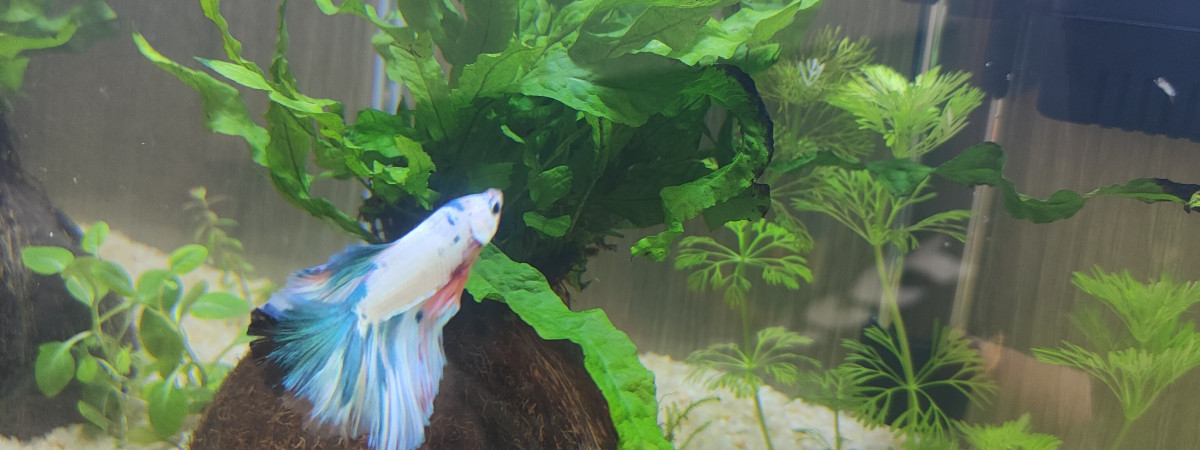 aquarium Noa