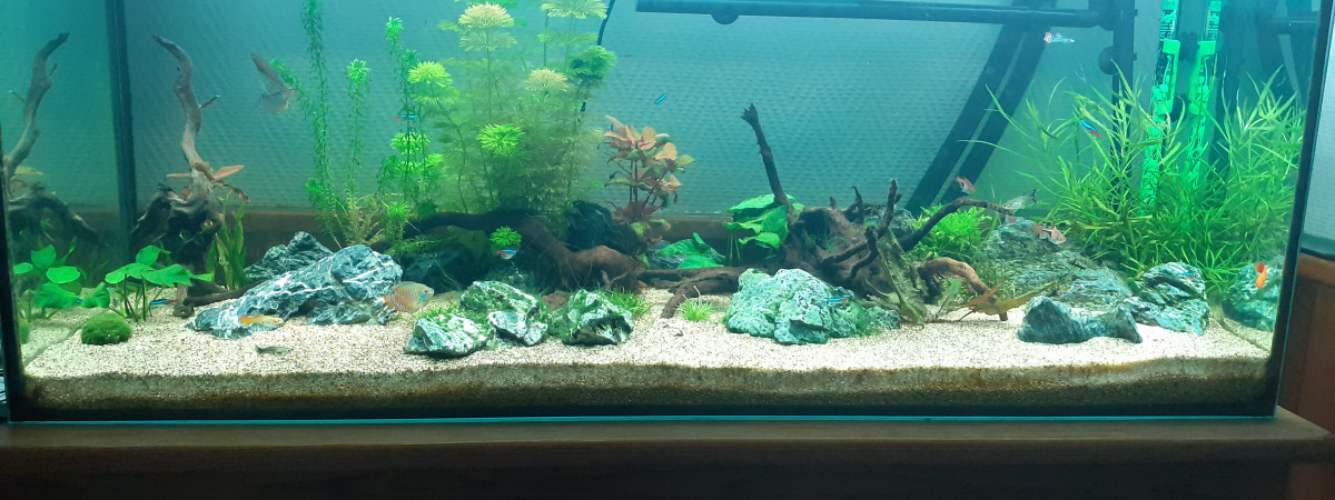 aquarium Bac 240L