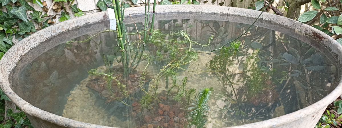 aquarium Bassine 80 L