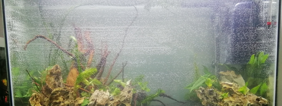 aquarium La Bête hardscape