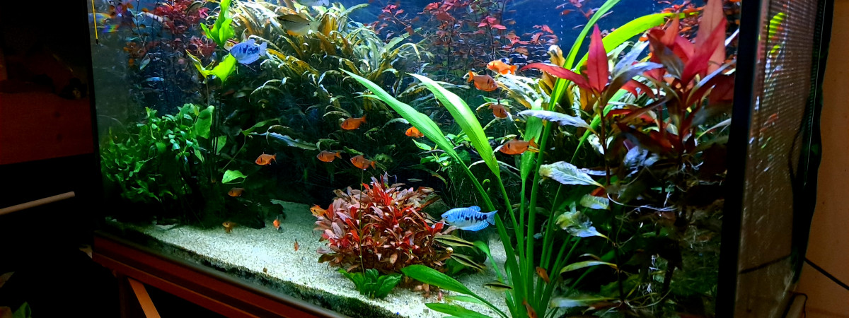 aquarium 300 L