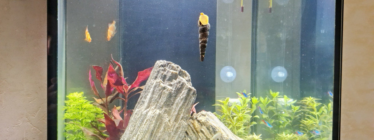 aquarium Aquarium tower