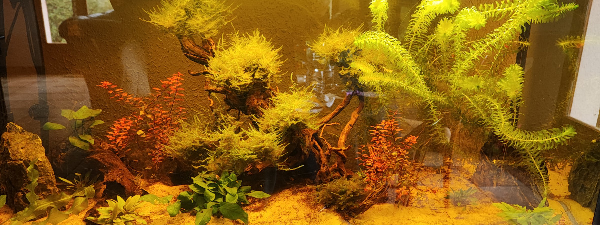 aquarium amazon