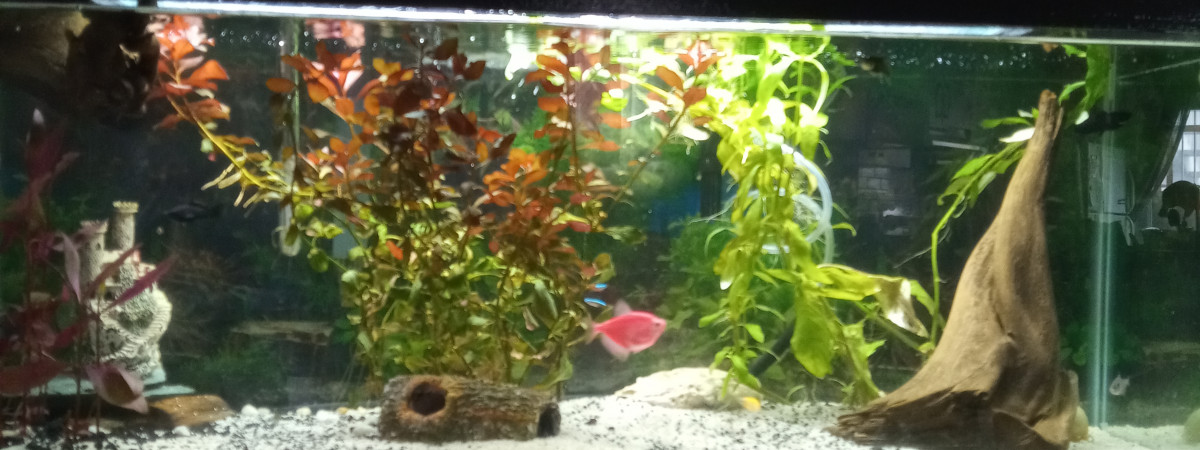 aquarium Amour
