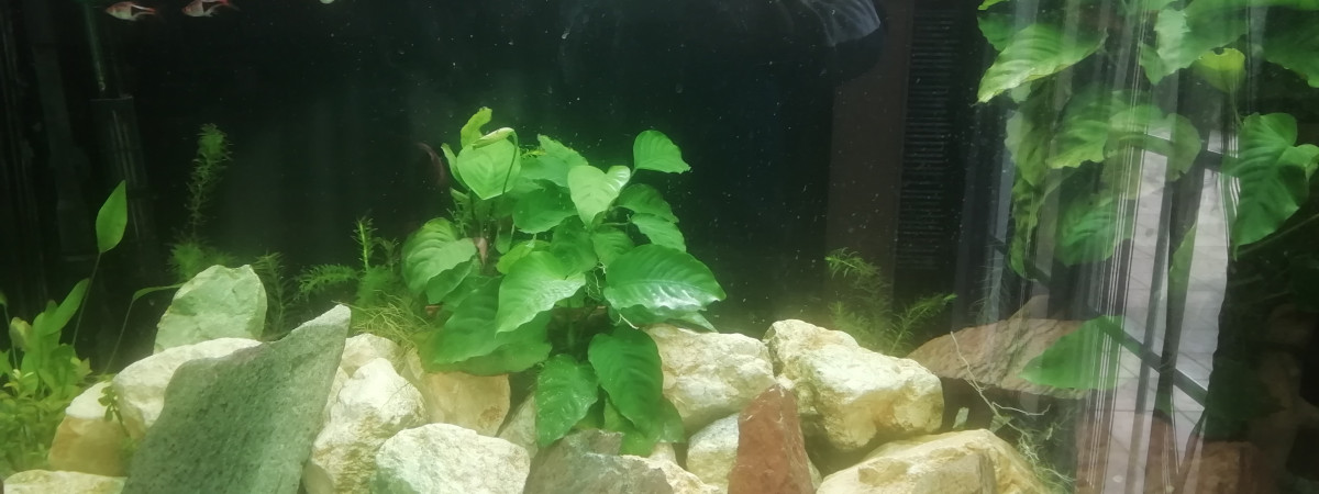 aquarium Asiatique