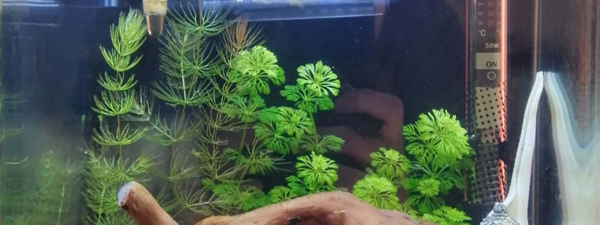 aquarium AQUA MAXIMUS