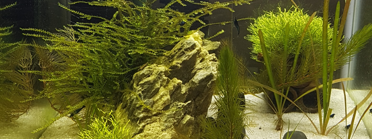 aquarium Nano 30 l