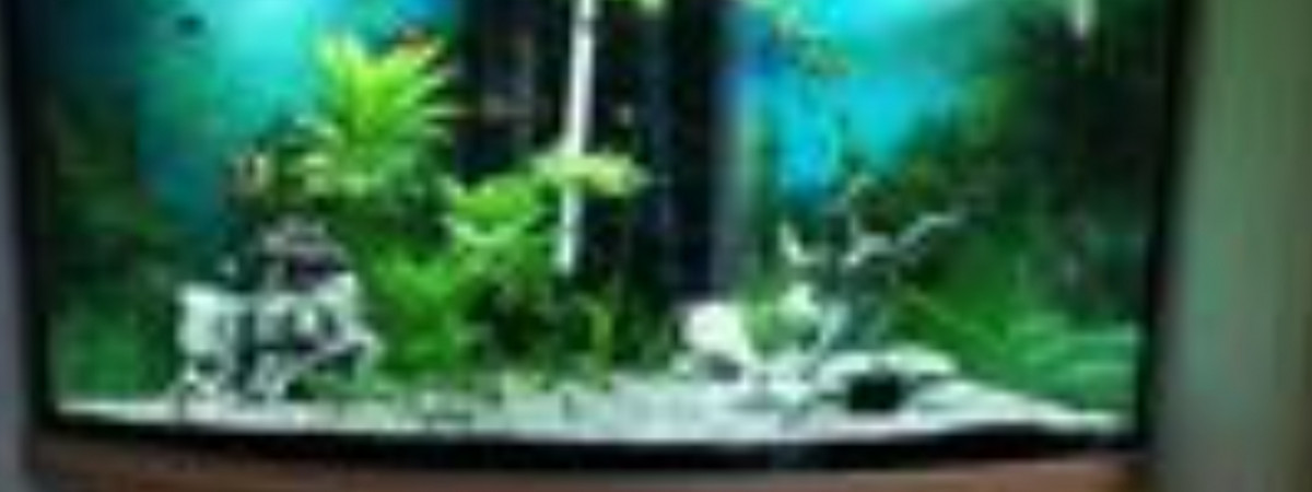 aquarium Désastre
