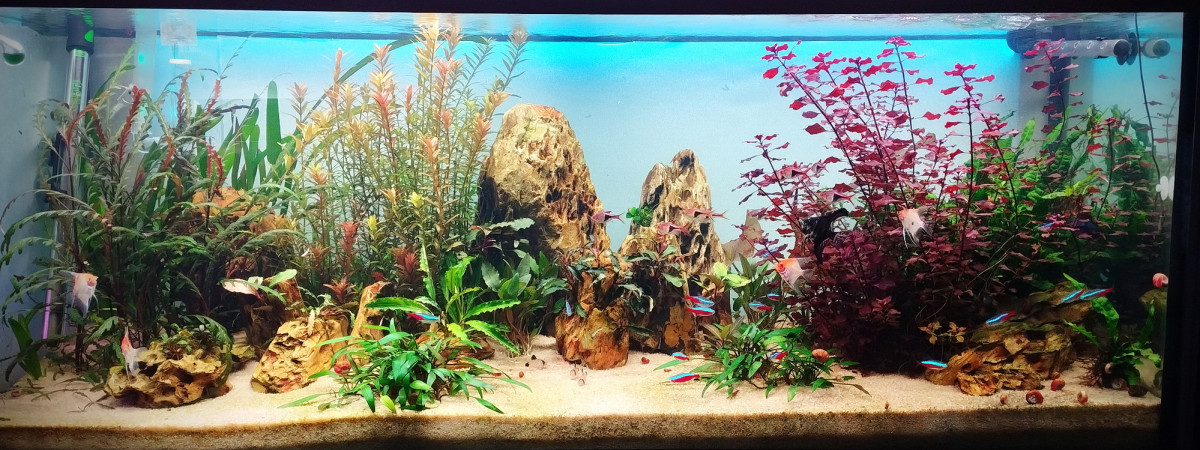 aquarium bac  240l