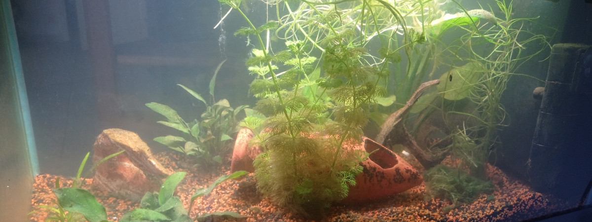aquarium En construction