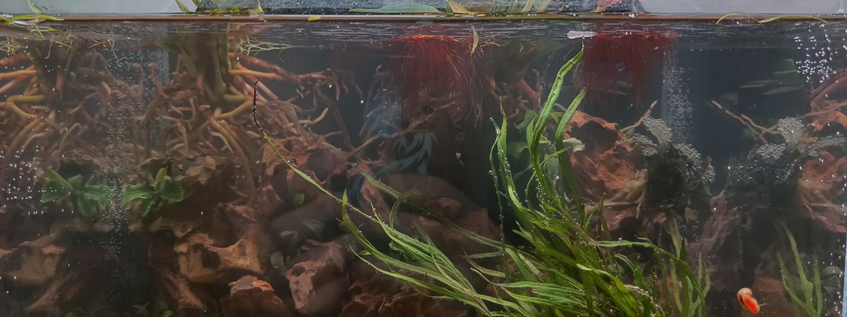 aquarium Betta