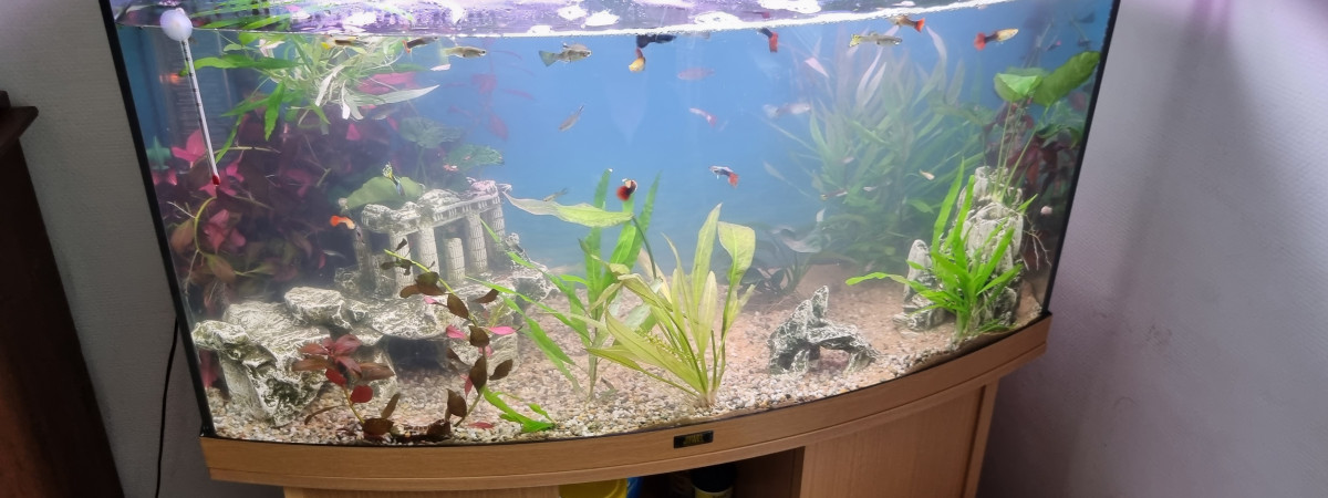 aquarium Grand Bac