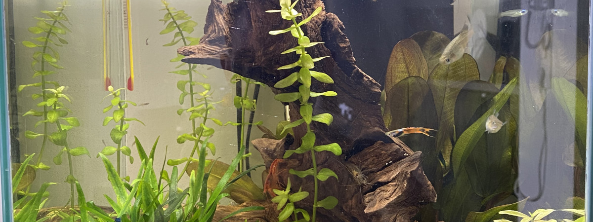 aquarium Aquarium Nano