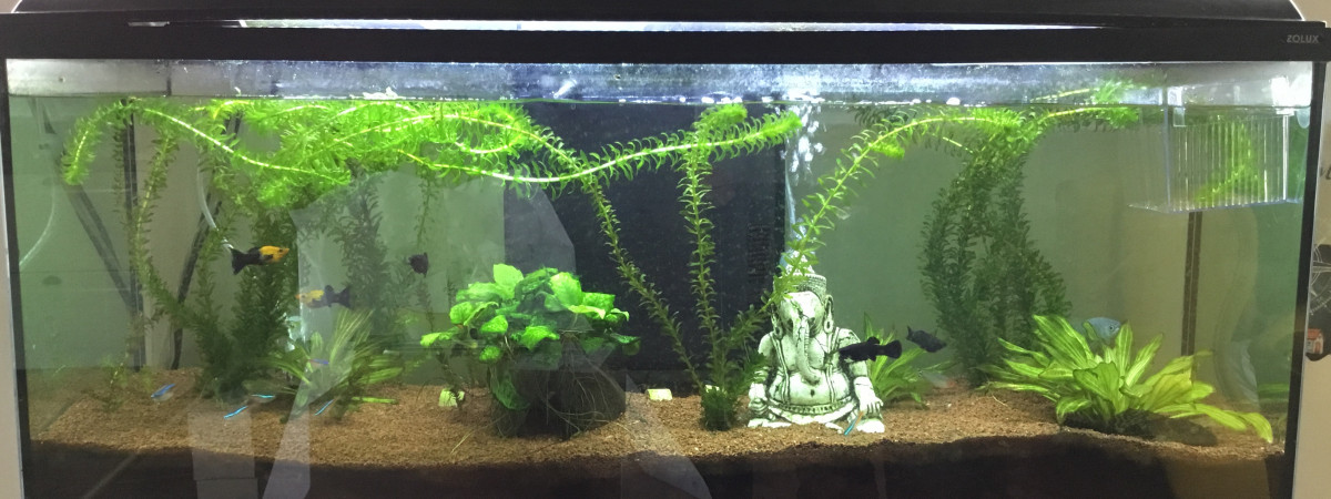 aquarium Salon