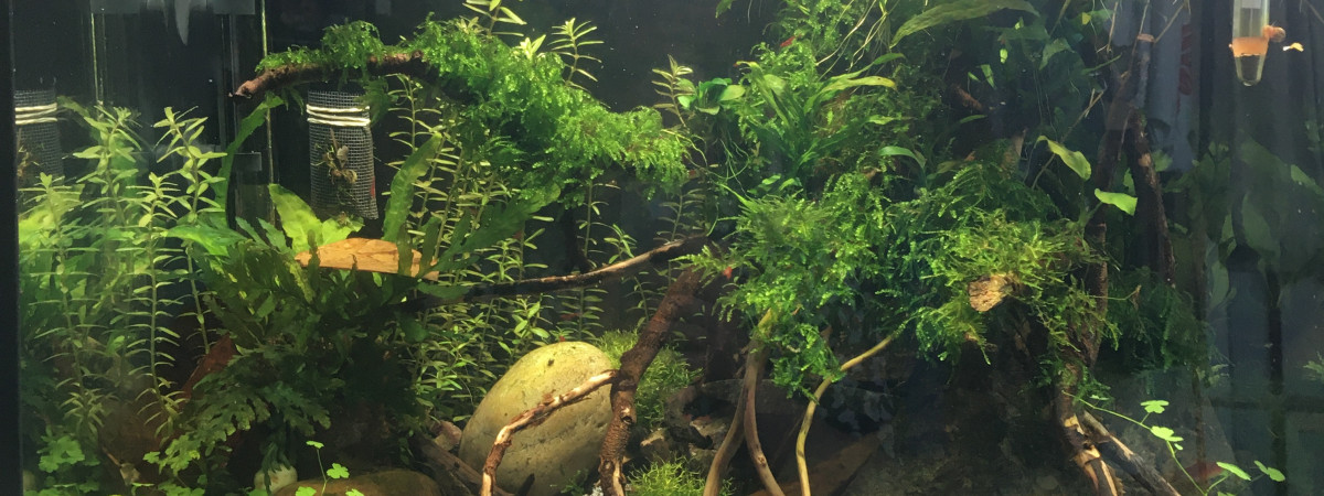 aquarium p2roh