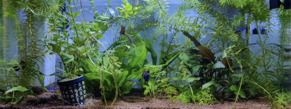 aquarium Zolux Aqua Clear 50