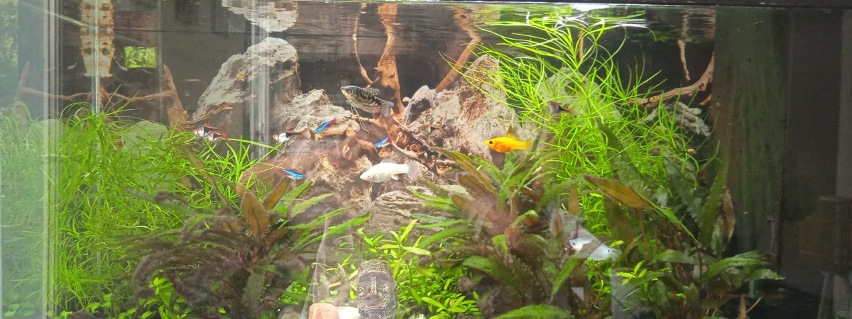 aquarium Amazonien