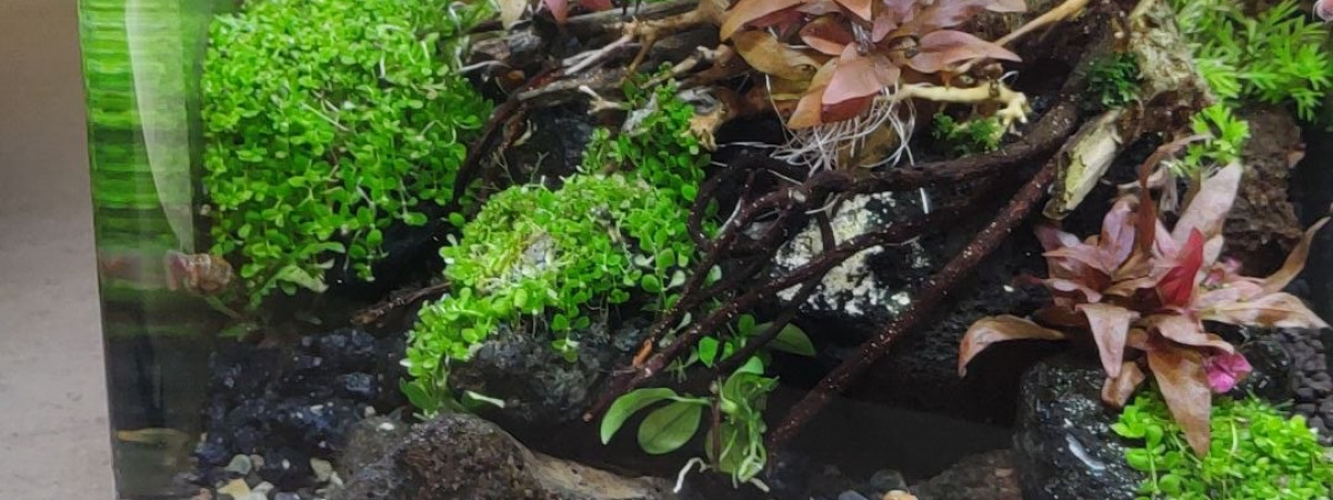 aquarium bonsai 18l