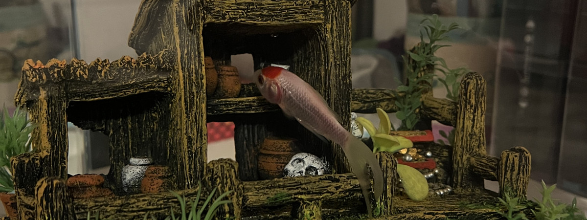 aquarium Vaslot