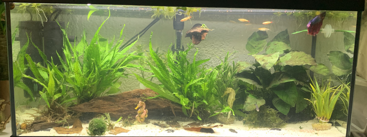 aquarium Poissons