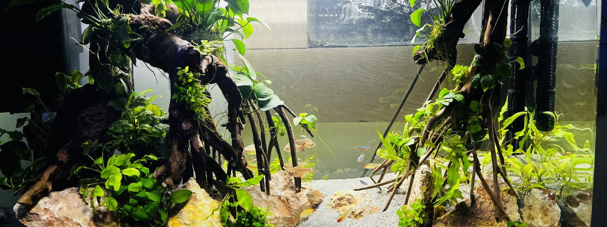 aquarium Osaka racines et anubias